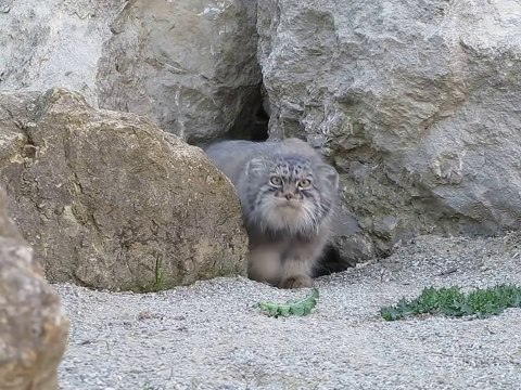 Le Chat de Pallas : chat sauvage magnifique