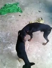 Weird dog making love with the air...