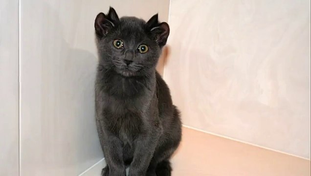 This cute cat has 4 ears... Weird but so funny