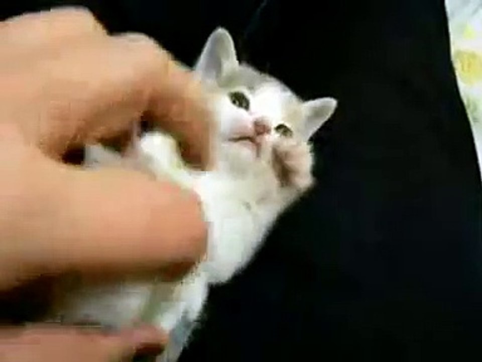 Small Cute Kitten
