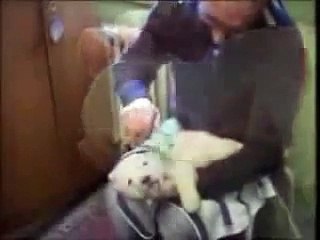 Filhote de urso polar