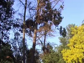 Australian native birds