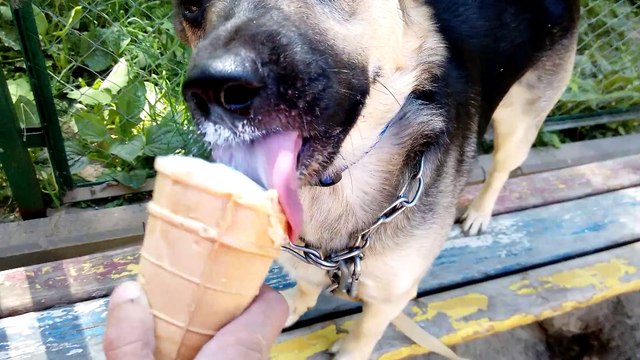 Лайм ест мороженое