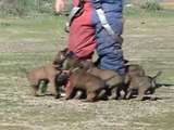 Belgian Malinois Puppies - P Litter du Dantero