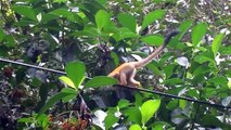 Costa Rica - Manuel Antonio National Park, Squirrel Monkey jumping.