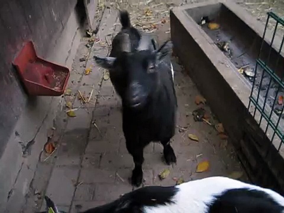 Zunge raus - lustige Ziege im Zoo