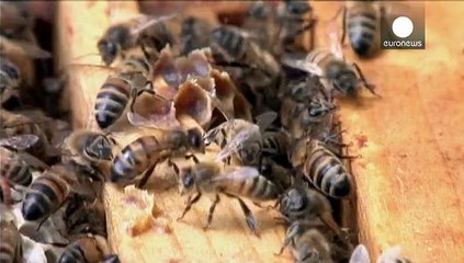 French plan to protect bees under scrutiny