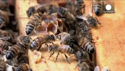 Comme les Etats-Unis, la Francer veut protéger ses abeilles