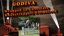 Godiva  Knabstrupper  Warmblood  Jumper  Dressage  For Sale  VIEW NOW