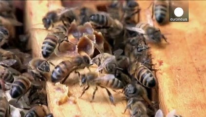 فرانسه محافظت از زنبور عسل و حشرات گرده افشان را جدی می گیرد