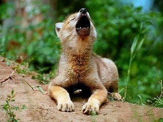 Wolves (Something To Believe In- Poison)