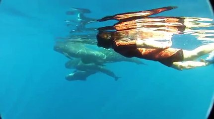 Nage avec les Dauphins 2012 - Bateau Annett à Cannes -- Mandelieu en France