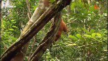 Orang-Utans in OLI's Wilde Welt | Kindernetz