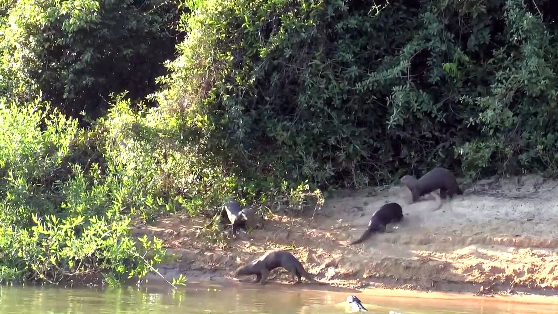 Giant River Otters, Northern Pantanal, Brazil