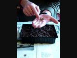 Green Man Medical Herbalist - Planting Marigold Seeds