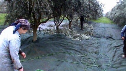 MAZEMA  4000  ΡΙΖΕΣ ΕΛΙΕΣ Νο 3