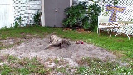 Des chiens fous et étranges