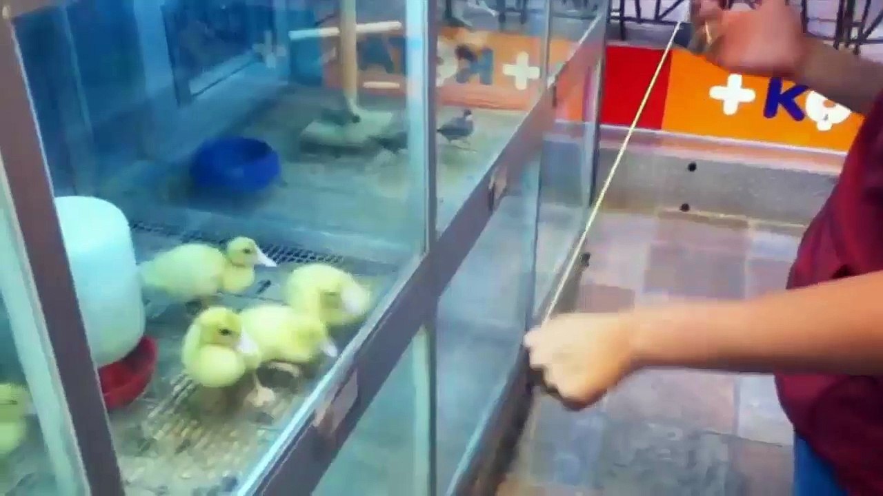 Funny ducklings