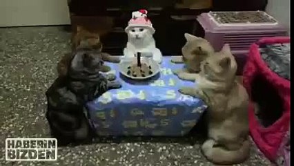 Cats Happy Birthday party