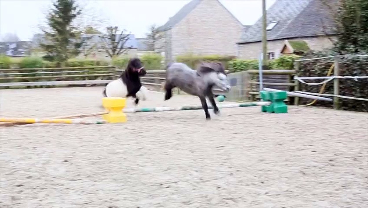 jument shetland plein papier PIE