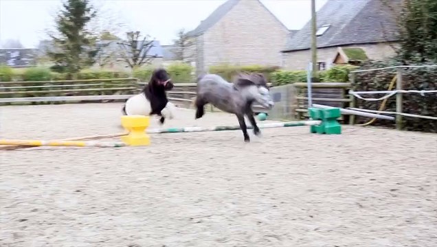 jument shetland plein papier PIE