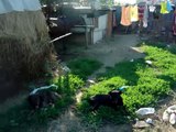 Romanian Gypsies at the Dump