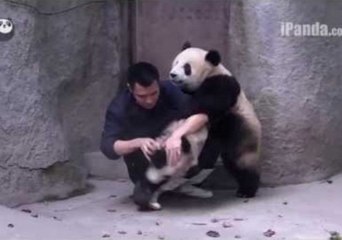 Panda Cubs Won't Take the Medicine