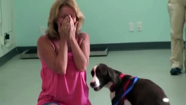 Chien handicapé remarche après une longue rééducation : magique!!