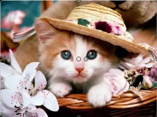 CHÓ MÈO Cùng Hát cực dễ thương vui nhộn hài hước - Ca Khúc Lồng Tiếng Chó Mèo độc đáo nhất