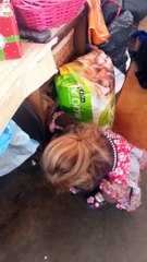 Une petite fille explique pourquoi une vache est dans sa maison