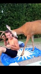 Video herunterladen: This deer needs a hug