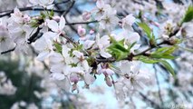 4Kで見る桜(SAKURA) 花見めぐり Cherry blossom FDR-AX100