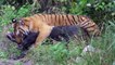 Tiger vs Boar - Wild Animal Attacks Fights to Death Videos