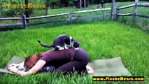 Mascotas interrumpiendo Yoga - Animales Divertidos