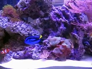 My new 125 gallon reef tank