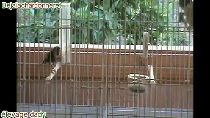 Accouplement chardonneret Parva c5