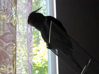 Hembra Cacatua Ninfa cantando y gritando