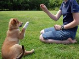 Dog Training Has Never Been Easier Or More Fun.