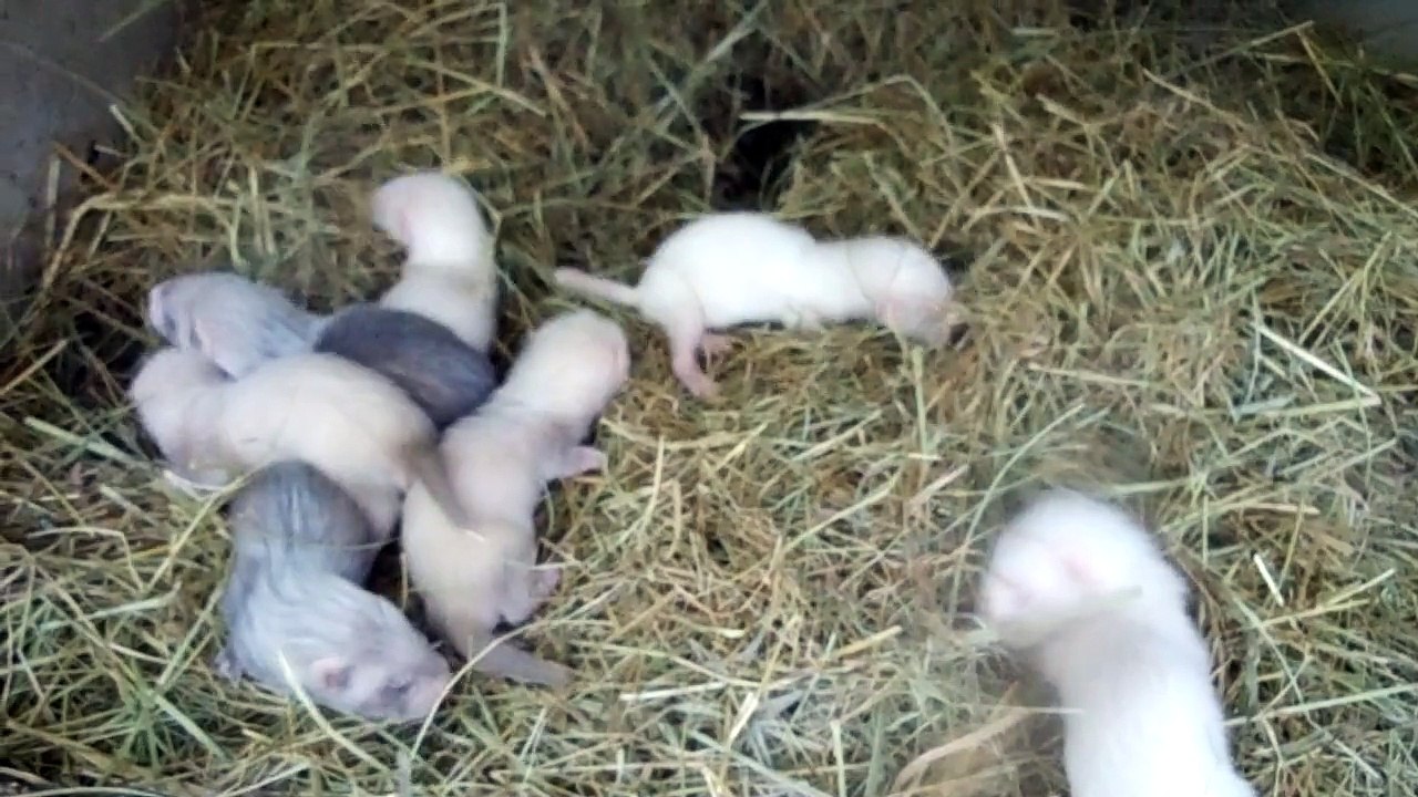 les bibous ! nés le 20 mai 2015