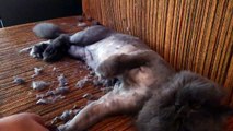 Peluquería felina / Como cortarle el pelo a un GATO PERSA/ haircuts for Persian cats