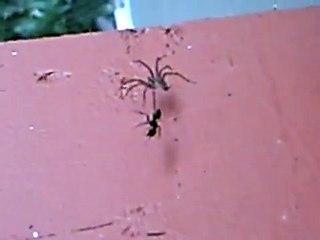 Spider vs. Carpenter Ant, Survival of the Fittest