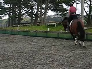 Trying to find horse to buy 3