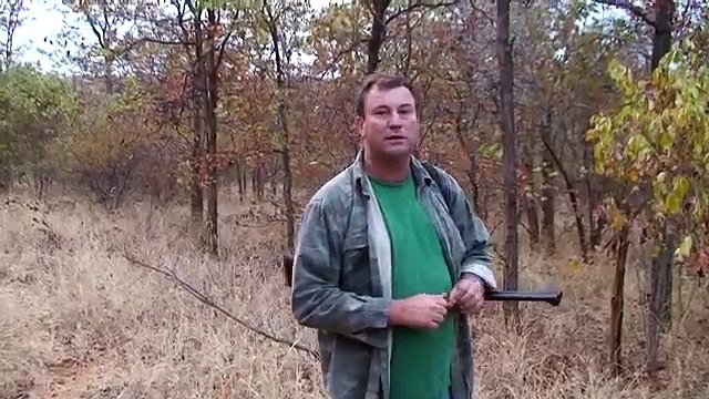 Leopard Hunting in Africa with blue-tick hounds