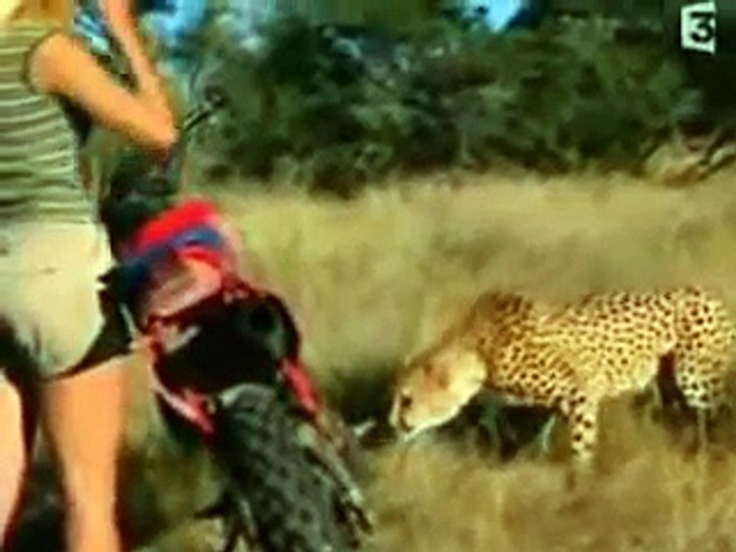 Queen cheetahs--Kraljica  Geparda