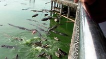 Giant Mekong Catfish and Saltwater Crocodiles