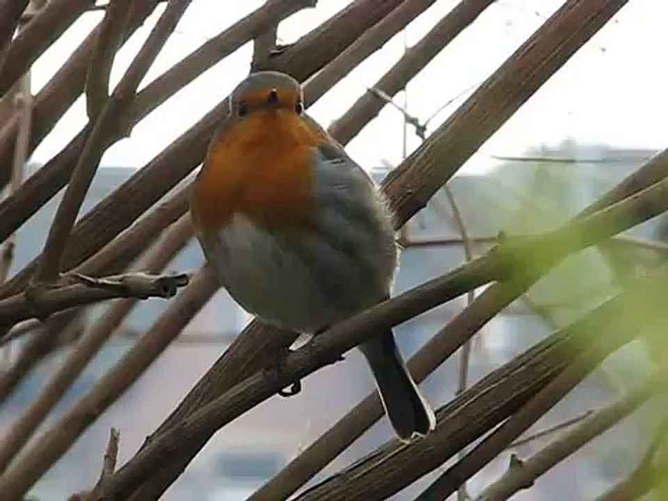 Erithacus Rubecula - Robin - Roodborstje