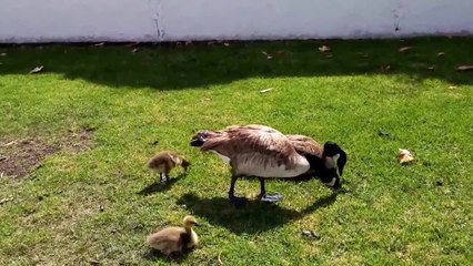 Baby geese enjoy feeding time under watchful eyes