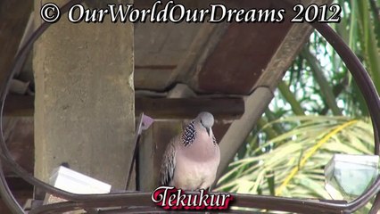 Siulan Merdu Burung Tekukur