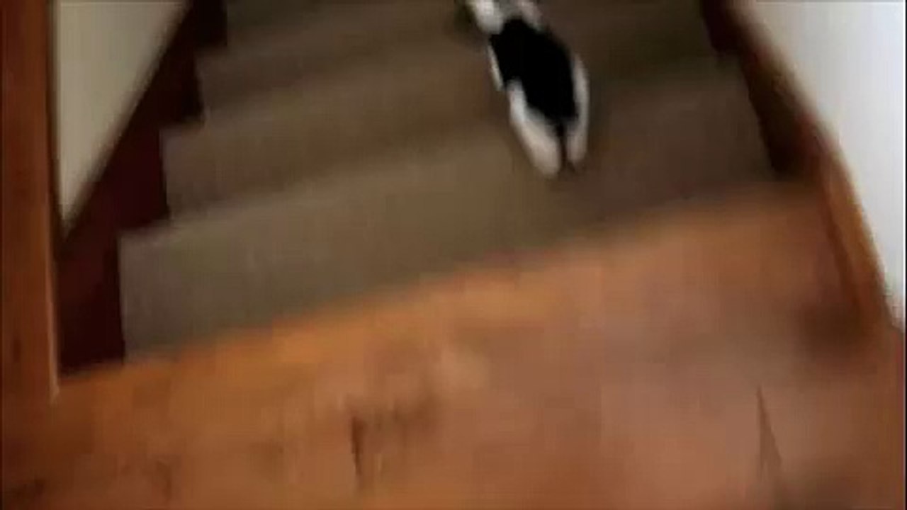 My Cat Flips Out