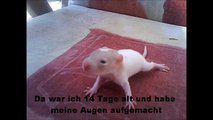 eine baby Ratte namens Taylon